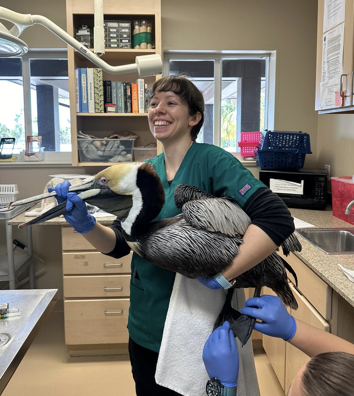 A brow pelican that was found entangled in a fishing line. Photo: Emma McGuckin