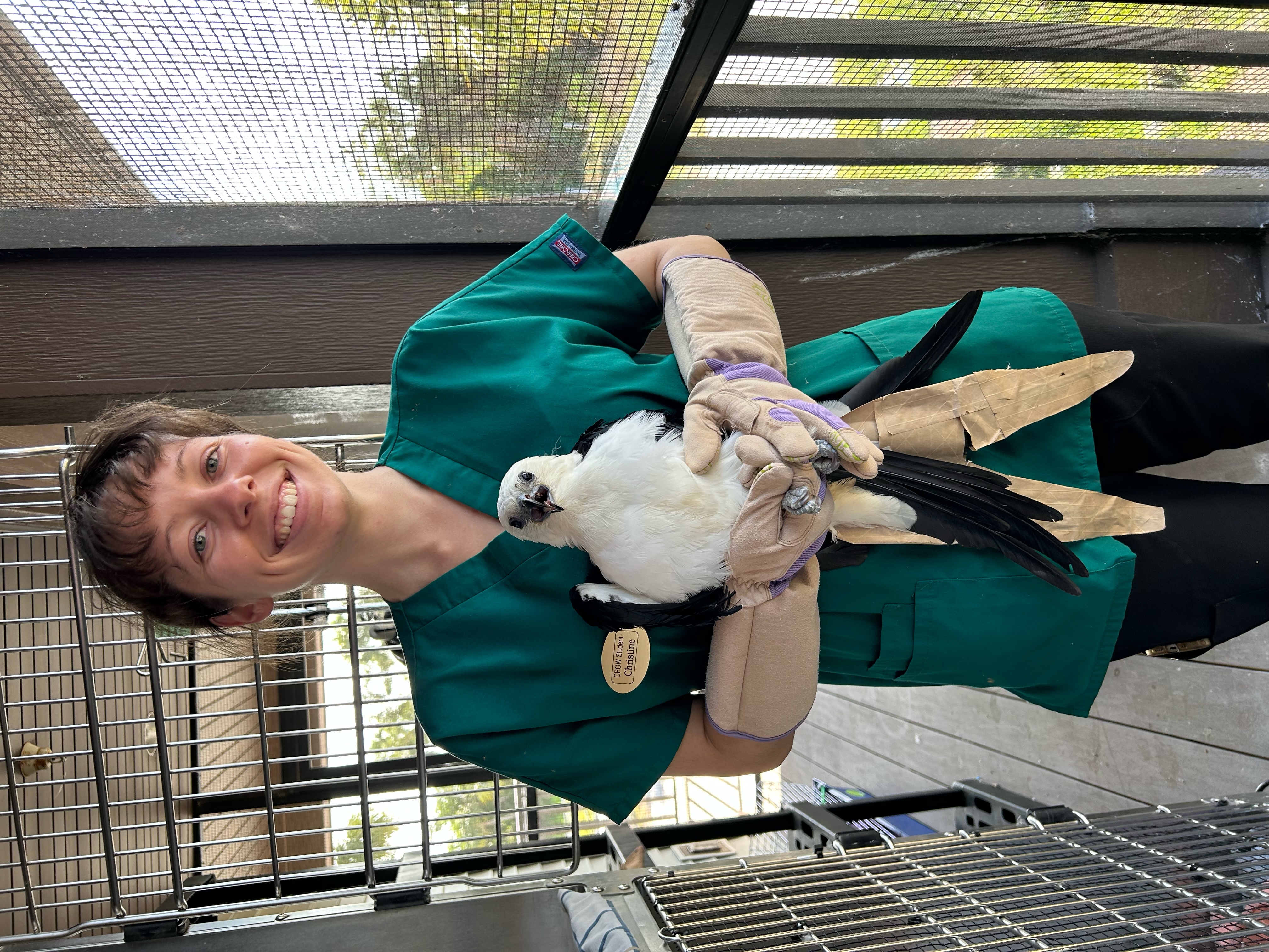 Administering treatments to a swallow-tailed kite that presented for head trauma. Photo: Alycia Mahaut 
